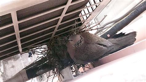 鳥在窗戶築巢怎麼辦
